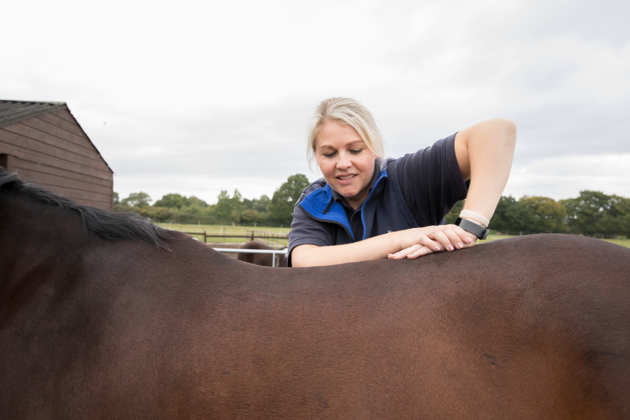 Equine chiropractor app