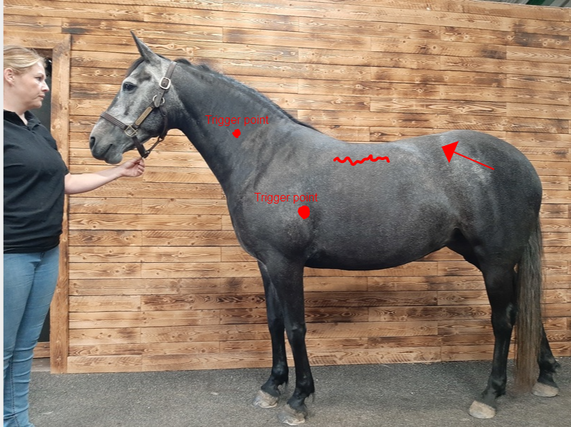 Equicantis annotate own image
